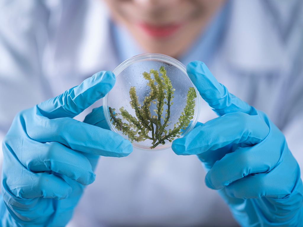 Scientist holding sample of vegetation