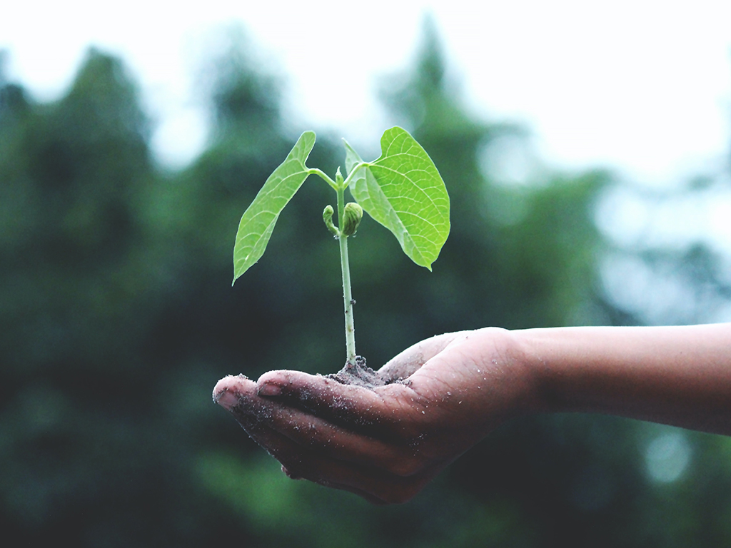 Photo of seedling in palm of hand