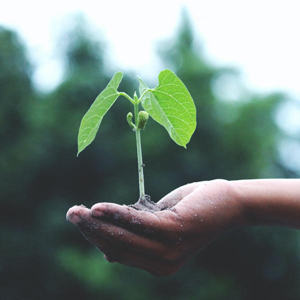 Photo of seedling in palm of hand