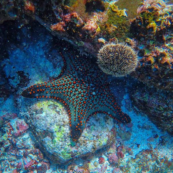 Photo of starfish on ocean floor