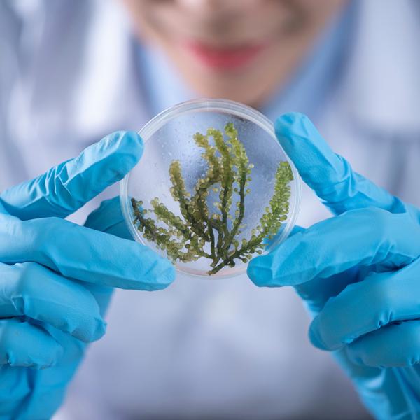 Scientist holding sample of vegetation