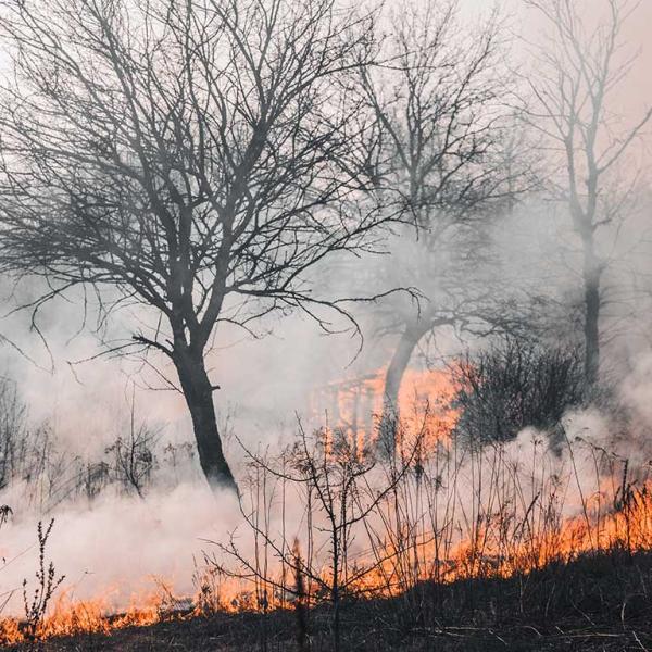 Photo of fire and smoke, with burnt out vegetation