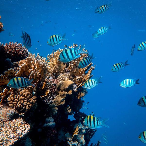 Fish swimming in water