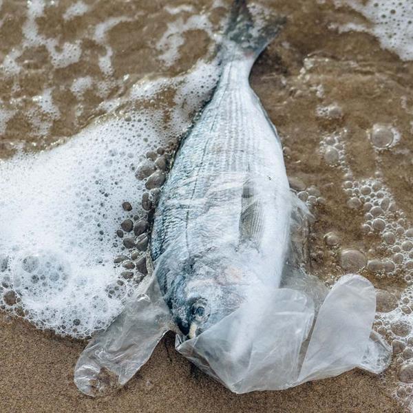 Photo of dead fish washed up on beach caught in plastic glove