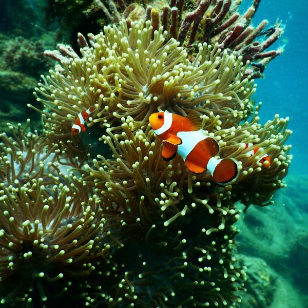 Image of clown fish