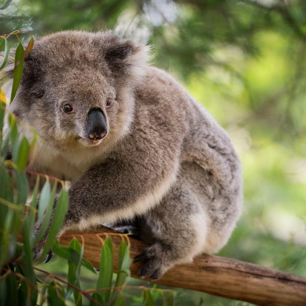 Photo of koala in a tree