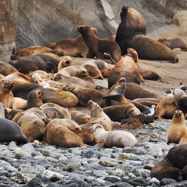 Photo of seals on the shore