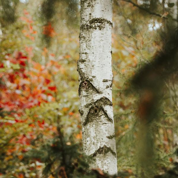 Photo of tree trunk and different plants around it