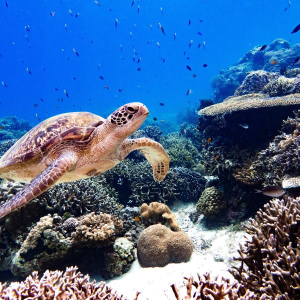 Image of turtle with coral and fish in the background